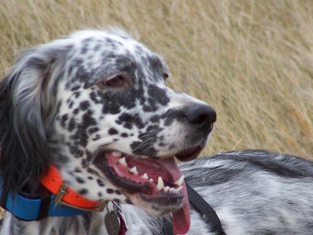 Blue Belton English Setter Molly