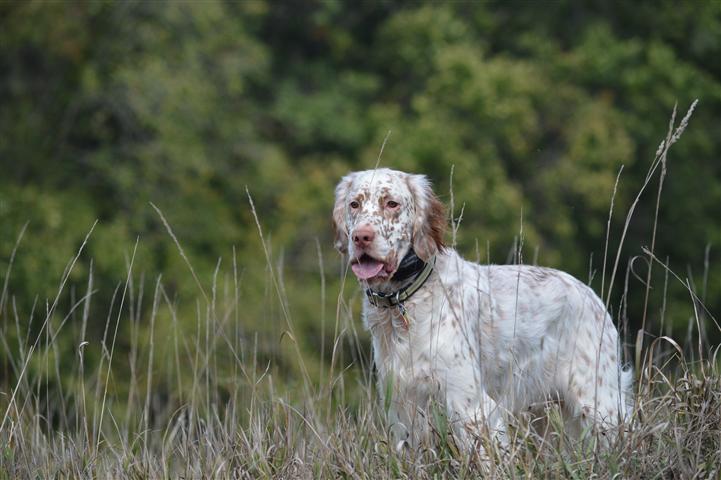 ryman english setter breeders