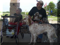 English Setter Therapy Dogs