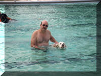 Setter Dog Swimming