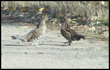 Ruffled Grouse