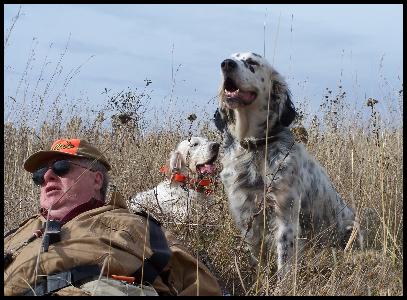 English Setters Resting