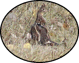 Ruffled Grouse